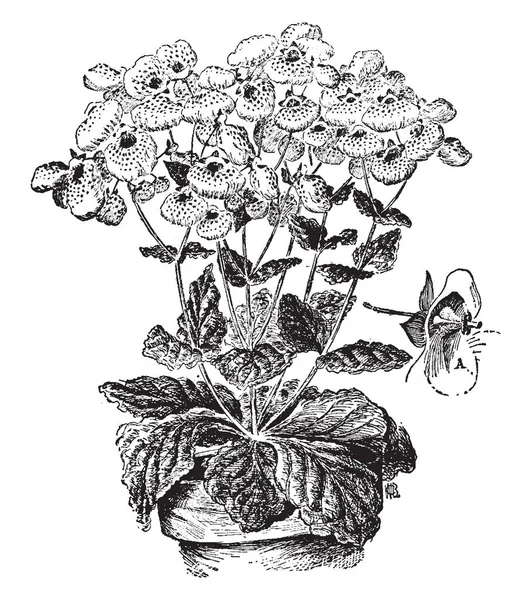 カルセオラリア Herbeohybrida 屋内植物です 大きな葉があり単一の中央の茎 ビンテージの線描画や彫刻イラストのベースを囲んで — ストックベクタ