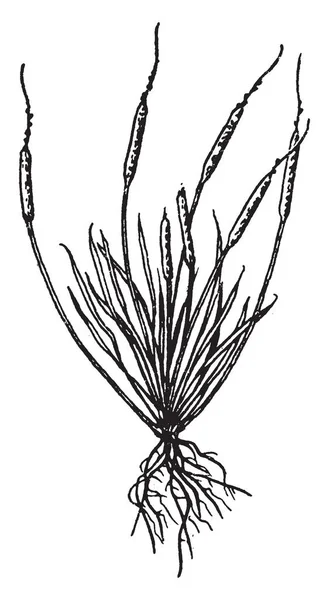 Растение Принадлежит Семейству Лютиков Производит Розетку Базальных Листьев Один Несколько — стоковый вектор