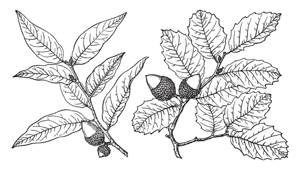 室内活橡木 原产于北美洲西部 有冬青般的叶子 它们通常是灌木状的 但可能达到15到25米或更多 复古线条画或雕刻插图 — 图库矢量图片