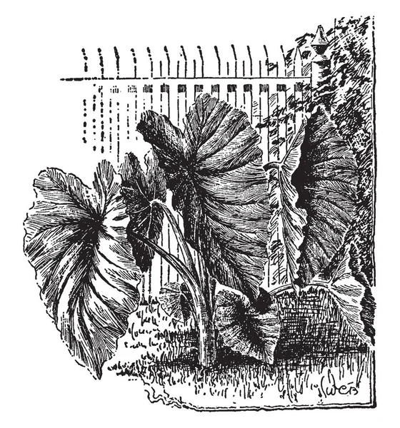Большое Лиственное Тропическое Азиатское Растение Имеет Съедобные Крахмалистые Кукурузы Кормели — стоковый вектор