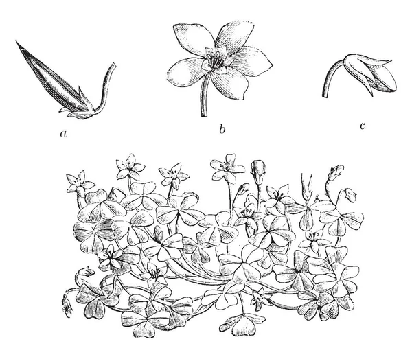 Oxalis Corniculata Blommor Gul Och Utökad Vintage Linje Ritning Eller — Stock vektor