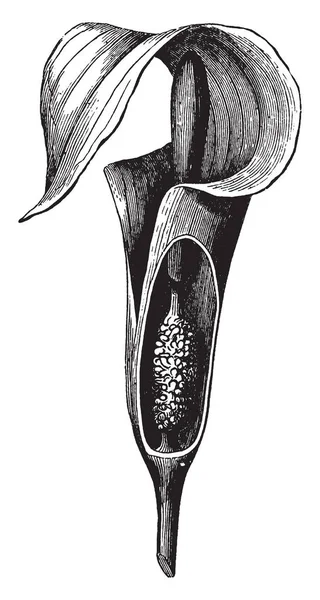 图片显示了佛焰苞工厂 它也被称为苞片 它是一个穗 所有的花朵是只有一个性别 无论是雄花或雌花 复古线条画或雕刻插图 — 图库矢量图片
