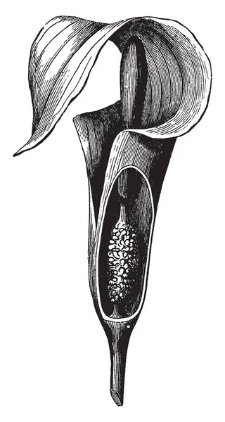 그림은 Spathe 공장을 보여줍니다 개와으로 불리는 하나의 섹스의 스파이크 Staminate — 스톡 벡터