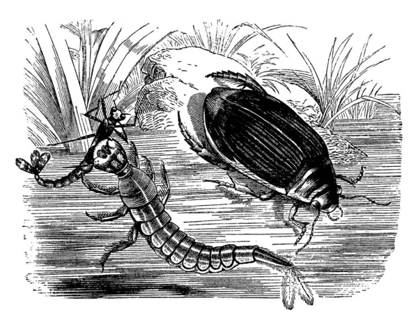 Tauchkäfer Und Larve Gravierte Illustration Vie Dans Nature 1890 — Stockvektor
