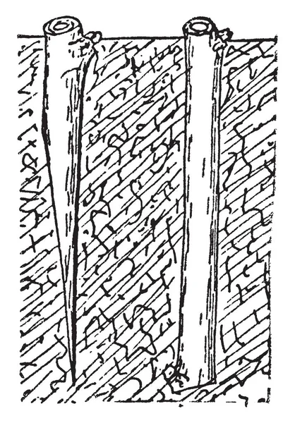 Иллюстрация Представляет Собой Короткую Резку Спелого Дерева Рисунок Винтажной Линии — стоковый вектор