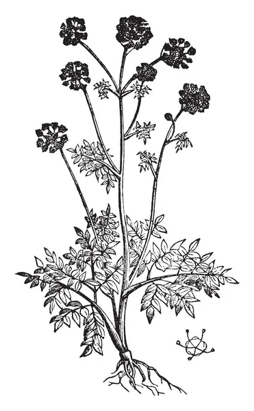 Una Imagen Muestra Una Planta Una Flor Angélica Angélica Originaria — Archivo Imágenes Vectoriales