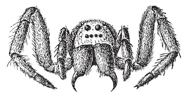 이들은 Lycosa 거미로 알려져 있습니다 특히는 아풀리아 영역에 이탈리아의 근처에서 — 스톡 벡터