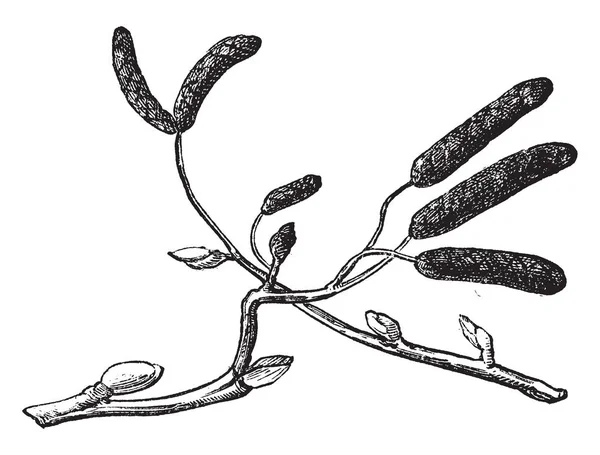 Image Alder Tree Branch Vintage Line Drawing Engraving Illustration — Stock Vector