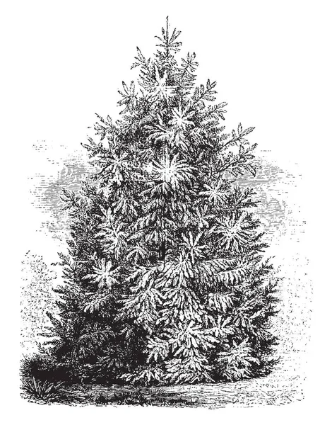 Picea Smithiana Een Variëteit Van Vuren Fir Tree Het Groeit — Stockvector