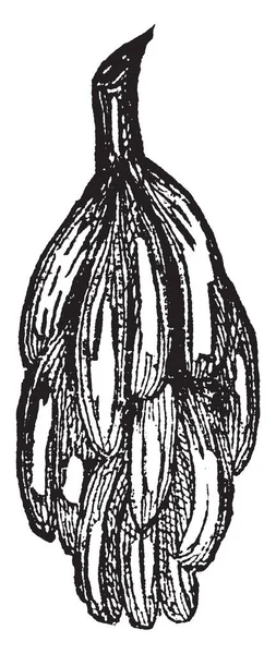 Этой Картинке Куча Банановых Фруктов Рисунок Винтажной Линии Гравировка Иллюстрации — стоковый вектор