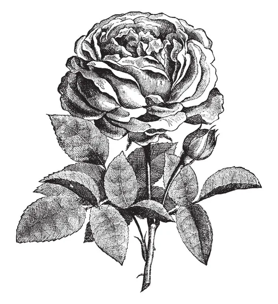 この写真は バラの花を示しています 非常に高密度 楕円形です バラは観賞用で使用します とげのある ヴィンテージの線描画や彫刻イラスト — ストックベクタ