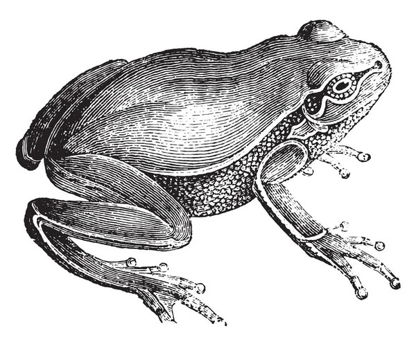 Frog Vintage Engraved Illustration Natural History Animals 1880 — Stock Vector