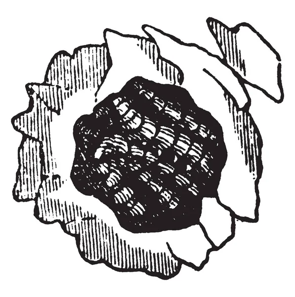 Πότερ Σφήκα Είναι Μια Ομάδα Κοσμοπολίτικη Σφήκα Εκλεκτής Ποιότητας Γραμμικό — Διανυσματικό Αρχείο