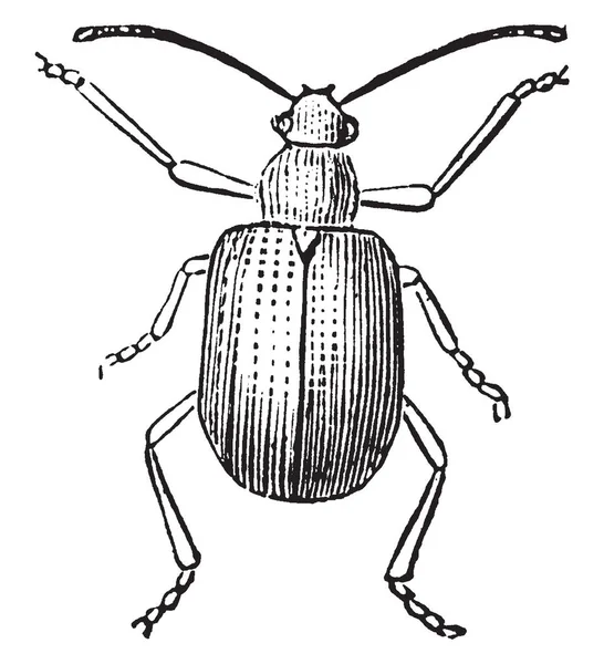 Grape Rootworm Beetle Insecto Familia Chrysomelidae Escarabajos Hoja Dibujo Líneas — Archivo Imágenes Vectoriales