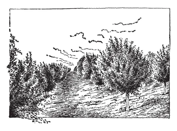 Deze Afbeelding Vertegenwoordigt Nebraska Appelboomgaard Waar Stammen Zijn Beschermd Tegen — Stockvector
