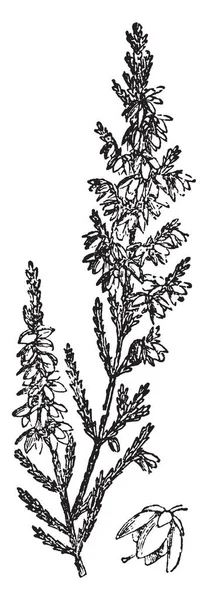 Calluna Vulgaris 그것은 센티미터 다년생 관목입니다 그것은 변함없이 빈티지 — 스톡 벡터