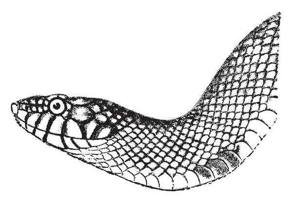Королевские Змеи Колубридные Змеи Рода Lampropeltis Которые Включают Себя Молочных — стоковый вектор