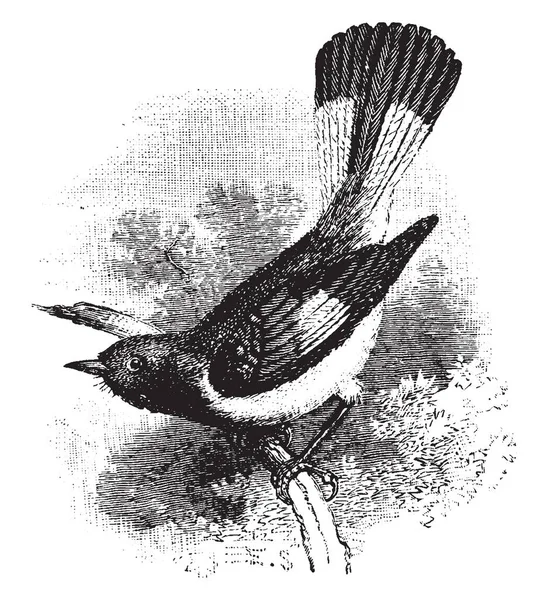 Esta Imagen Representa American Redstart Dibujo Línea Vintage Ilustración Grabado — Archivo Imágenes Vectoriales