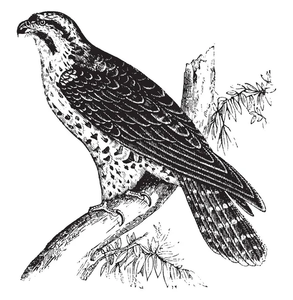 Peregrine Falcon Nereye Giderlerse Gitsinler Vintage Çizgi Çizme Veya Oyma — Stok Vektör