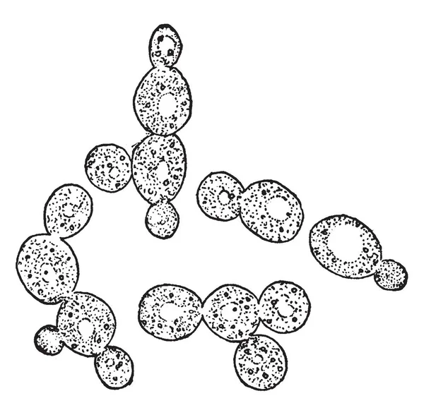 Immagine Che Mostra Cellule Lievito Che Trovano Nel Succo Mele — Vettoriale Stock