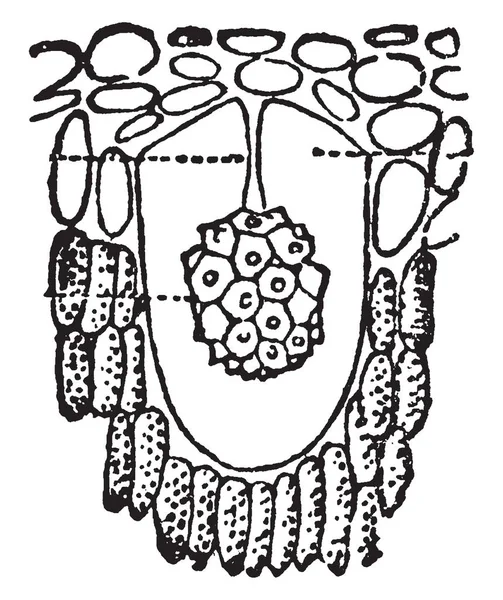 在这张图片显示种子生长 复古线条画或雕刻插图 — 图库矢量图片