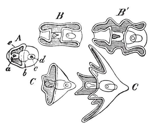 Ilustração Mostra Forma Primitiva Comum Echinodermata Holothurid Vermiforme Ophiurid Pluteiform — Vetor de Stock