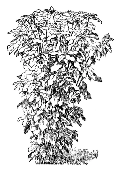 Мексиканский Огонь Растения Листья Темно Зеленые Некоторыми Ярко Красный Базе — стоковый вектор