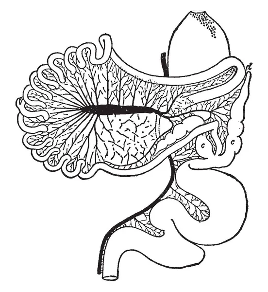 この画像は Chauna Chavariaの腸管トラクト ヴィンテージライン図面や彫刻イラストを表しています — ストックベクタ