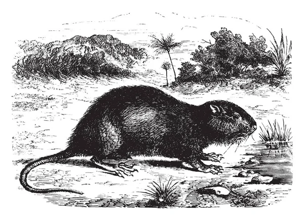 Coypu Grande Roditore Erbivoro Semiacquatico Disegno Linee Vintage Illustrazione Incisione — Vettoriale Stock