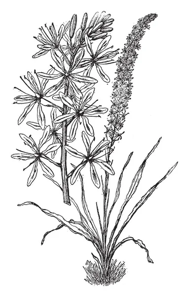 Camassia Cusickii の草花です その葉が線形であり花は淡い青 ビンテージの線描画や彫刻イラスト — ストックベクタ