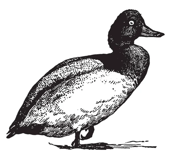 Scaup Duck Visitante Inverno Para Estados Unidos Sul Europa Desenho — Vetor de Stock