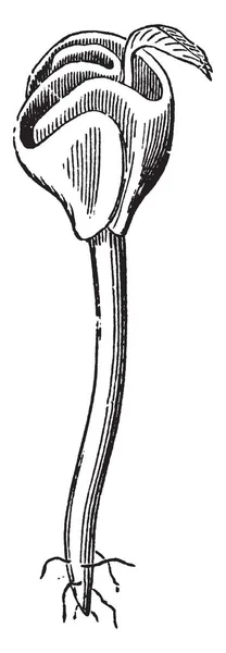 Comenzando Germinación Haya Mostrando Plumilla Creciendo Antes Que Los Cotiledones — Vector de stock