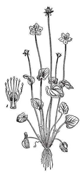 Parnassus Blommande Växt Blomma Med Fem Kronblad Bilden Visar Blomma — Stock vektor