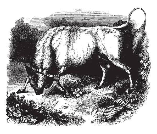 Chillingham 公牛是一种强壮的公牛 常用于斗牛 复古线画或雕刻插图 — 图库矢量图片