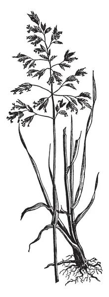 この写真は 茎が長い 細いストレート刃が長いと太い茎についた 葉が茂る草 ビンテージの線描画や彫刻イラストの上側 — ストックベクタ