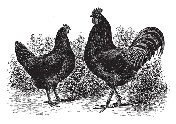 Paar Zwarte Javas Een Van Oudste Amerikaanse Kippen Vintage Lijntekening — Stockvector