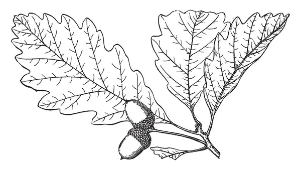 Genre Quercus Est Originaire Hémisphère Nord Comprend Des Espèces Feuilles — Image vectorielle