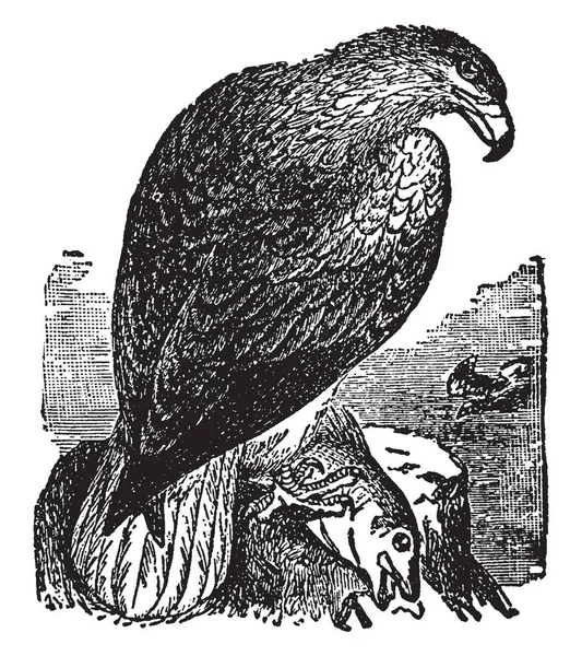安内是裸露的腿鹰之一 复古线条画或雕刻插图 — 图库矢量图片