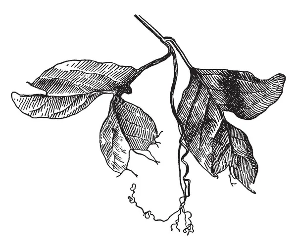 Imagen Hojas Anormales Cobaea Scandens Zarcillos Cuelga Parte Delantera Rama — Archivo Imágenes Vectoriales