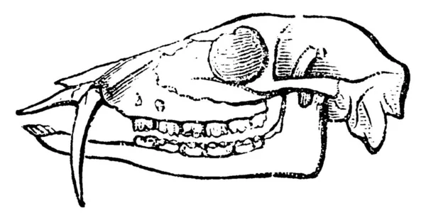 ジャコウジカの頭 ヴィンテージには 図が刻まれています 1880 動物の自然史 — ストックベクタ
