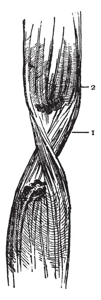 Diese Abbildung Stellt Fasern Vintage Linienzeichnung Oder Gravierillustration Dar — Stockvektor