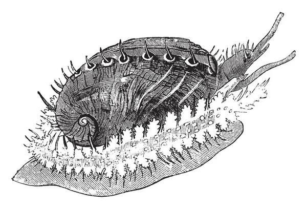 Ear Shell Has Short Muzzle Two Branchial Plumes Vintage Line — Stock Vector