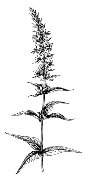 写真は スパイク オカトラノオの植物 ミソハギ Salicaria を示しています その葉が反対し つの渦巻き状に配置 果実は多くの小さな白い種子を含むカプセルです 花は紫 — ストックベクタ