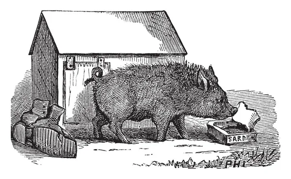 Pot Bellied Pig Est Exonération Lon Dessin Ligne Vintage Illustration — Image vectorielle