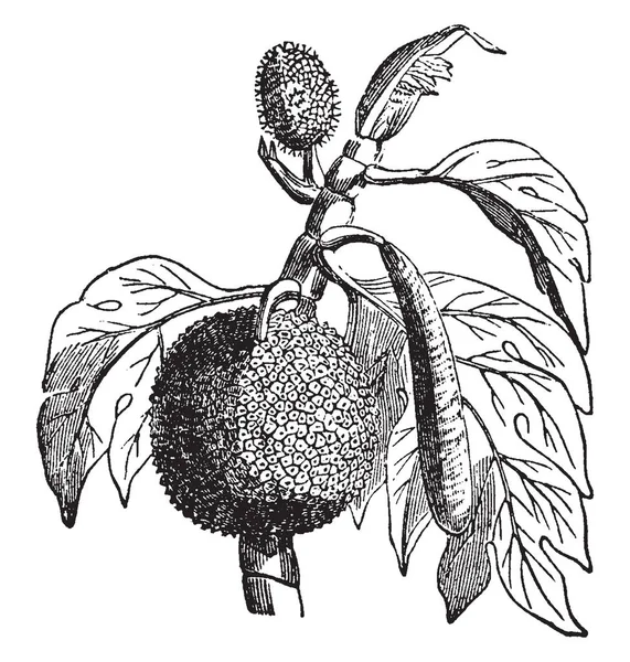 Breadfruit Una Especie Árbol Con Flores Pertenece Familia Jackfruit Dibujo — Archivo Imágenes Vectoriales