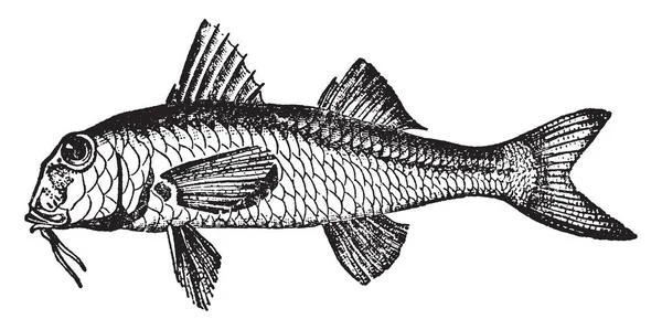 红鱼胸腹翅 复古线画或雕刻插图 — 图库矢量图片