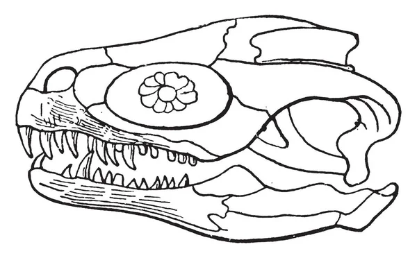 Megalosaurus Skull Род Крупных Мясных Динозавров Теропод Рисунок Винтажной Линии — стоковый вектор