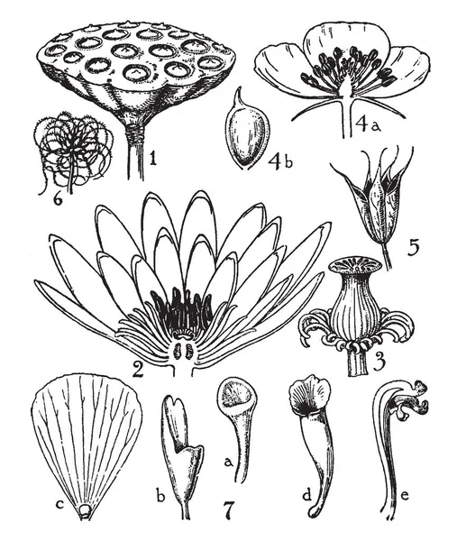 图片显示了睡莲科的不同生长阶段 它是开花植物通常称为百合的水 它是由水生多年生草本 生长与厚的水平植物 复古线条画或雕刻插图 — 图库矢量图片