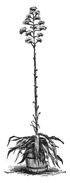 これは開花植物 メキシコ原産 その葉は滑らか 灰色とランス形 ビンテージの線描画や彫刻イラスト — ストックベクタ