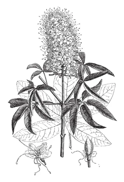 Cuadro Rama Que Florece Hoja Desprendida Flor Fruta Joven Pavia — Archivo Imágenes Vectoriales